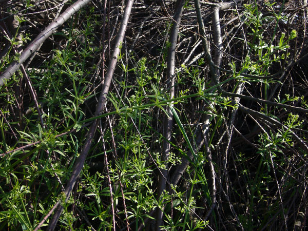 Galium aparine