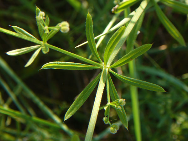 Galium aparine
