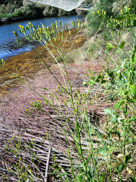 Crepis pulchra /  Radicchiella dolce