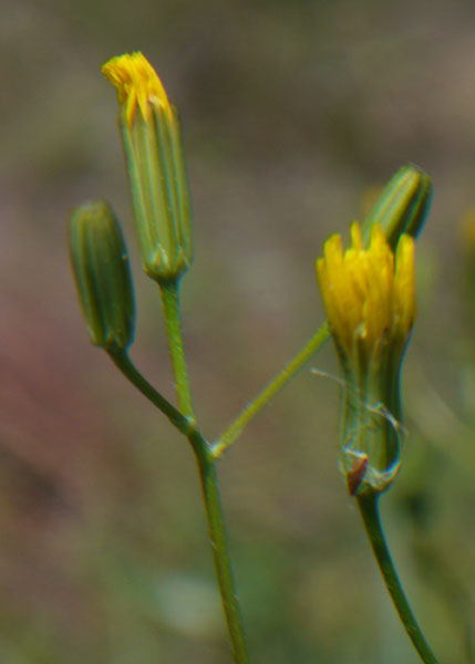 Crepis pulchra /  Radicchiella dolce