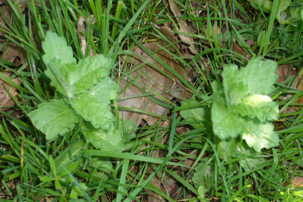 Teucrium scordium / Camedrio scordio