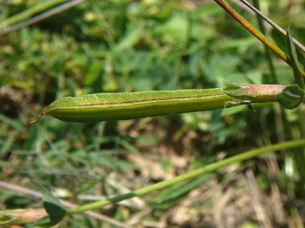 Tetragonolobus maritimus / Ginestrino marittimo