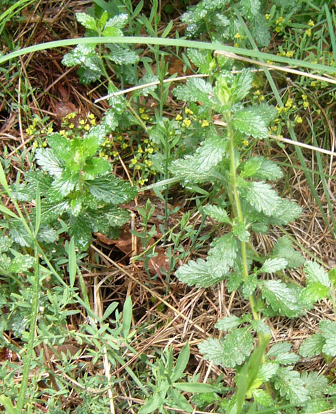 Teucrium scordium / Camedrio scordio