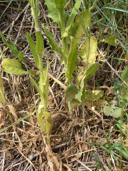 Crepis pulchra /  Radicchiella dolce