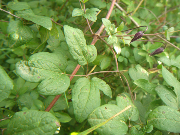 Clematis viticella / Clematide paonazza