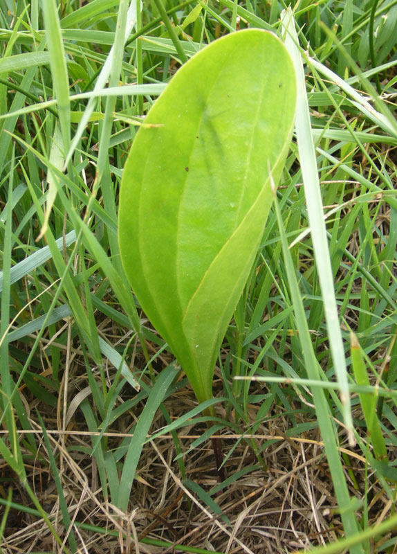 Distinzione tra Plantago cornuti e Plantago major