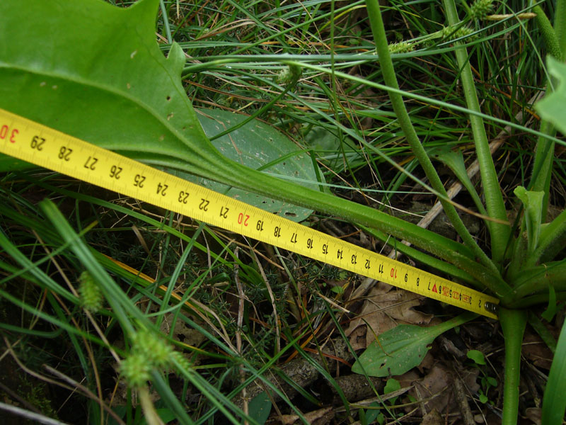 Distinzione tra Plantago cornuti e Plantago major