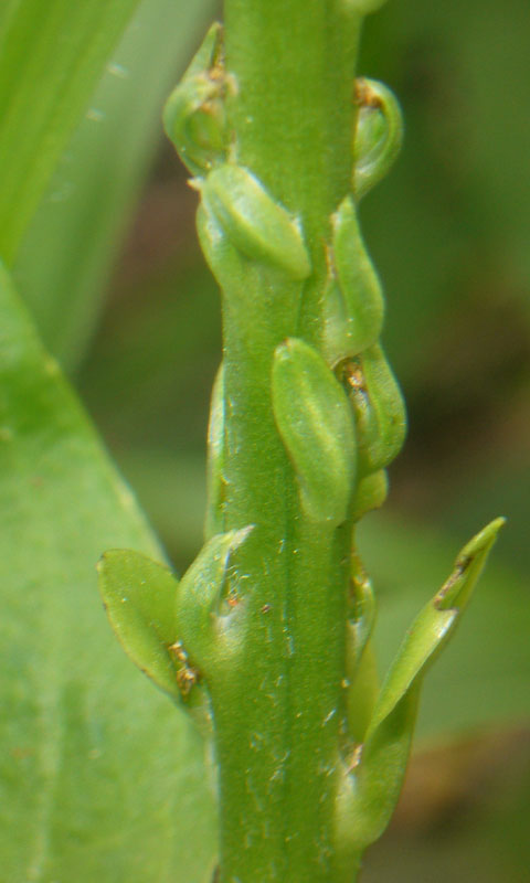 Distinzione tra Plantago cornuti e Plantago major