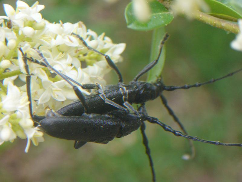 Cerambicidi