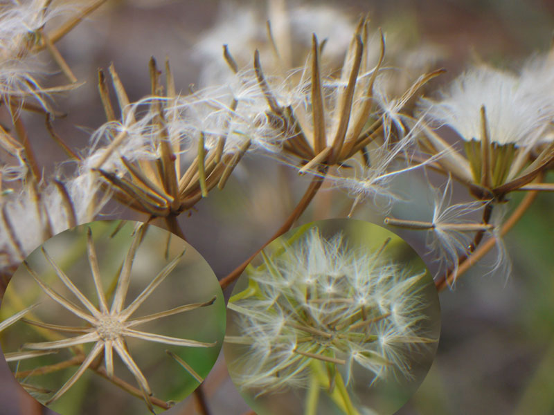 Crepis pulchra /  Radicchiella dolce