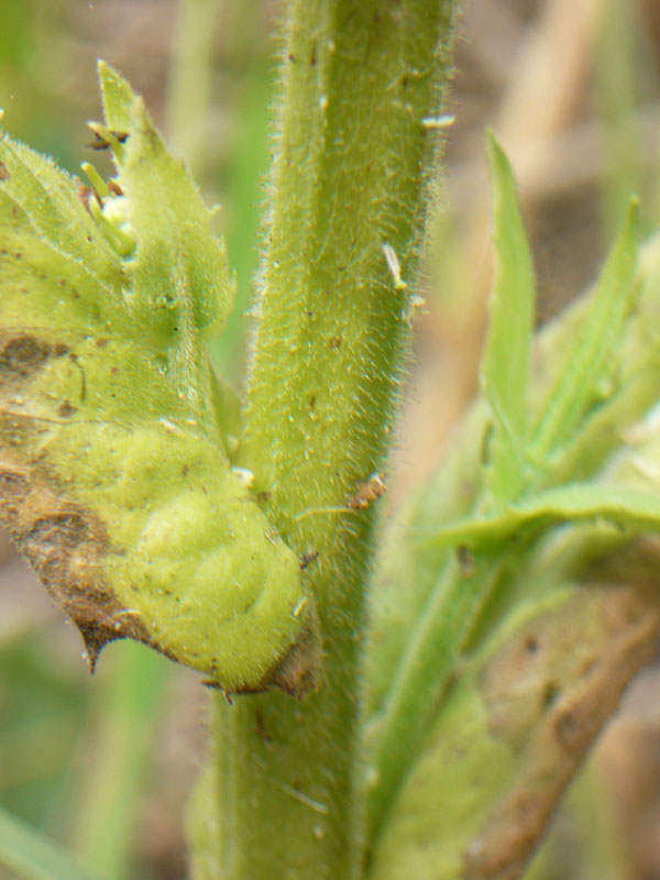 Crepis pulchra /  Radicchiella dolce