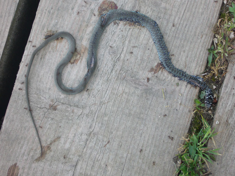 foto estiva - Hierophis viridiflavus