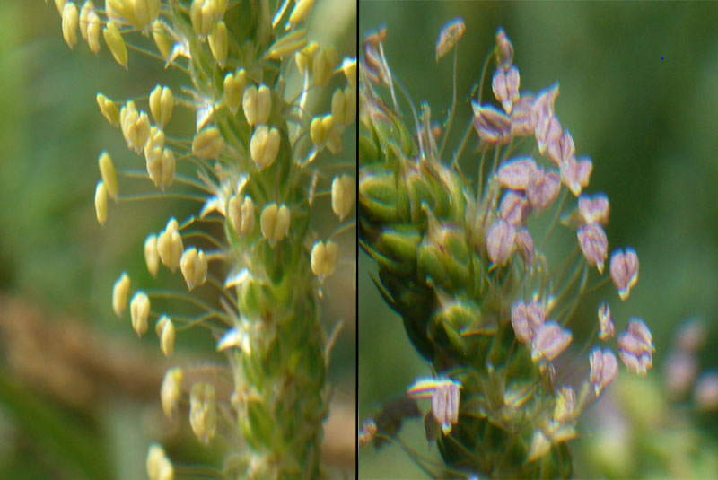 Distinzione tra Plantago cornuti e Plantago major