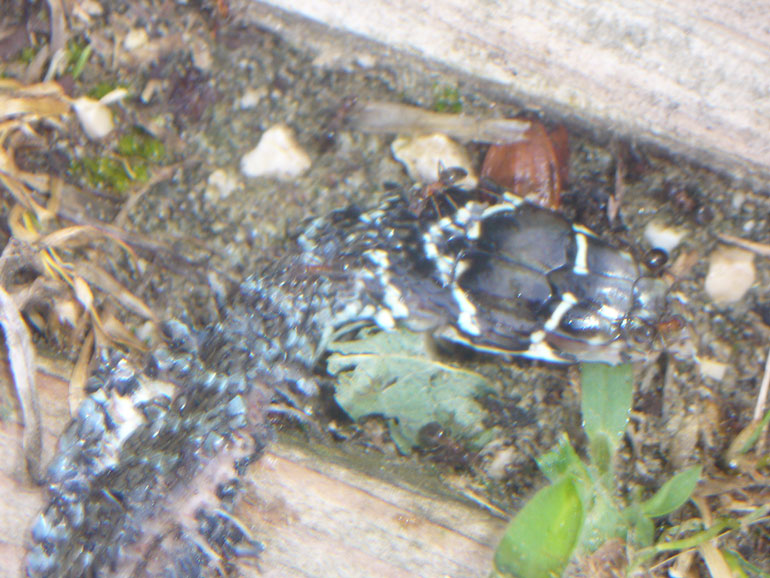 foto estiva - Hierophis viridiflavus