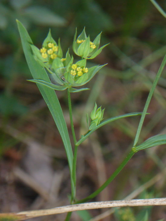 Bupleurum baldense / Bupleuro baldense
