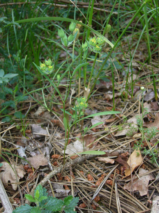 Bupleurum baldense / Bupleuro baldense