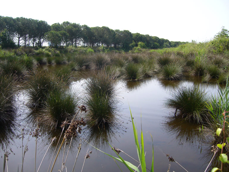 Uscita in laguna nel parco delta Po a Ravenna