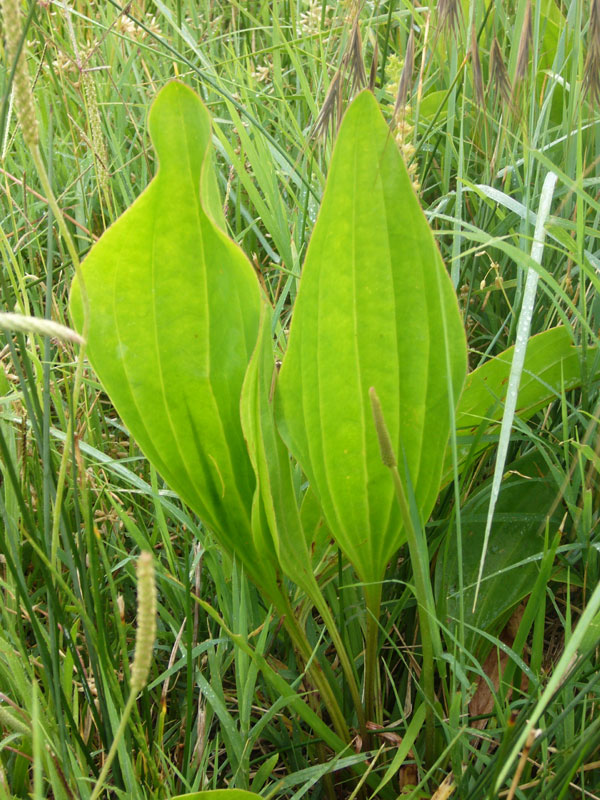 Plantago cornutii / Piantaggine di Cornut