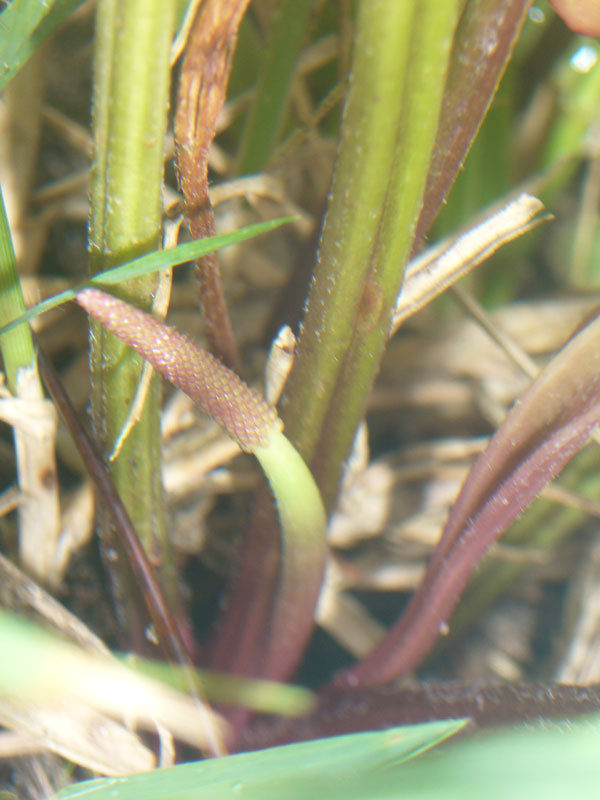 Plantago cornutii / Piantaggine di Cornut