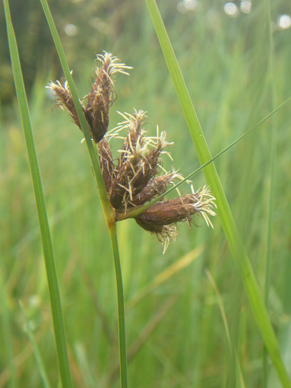 Bolboschoenus maritimus / Lisca marittima