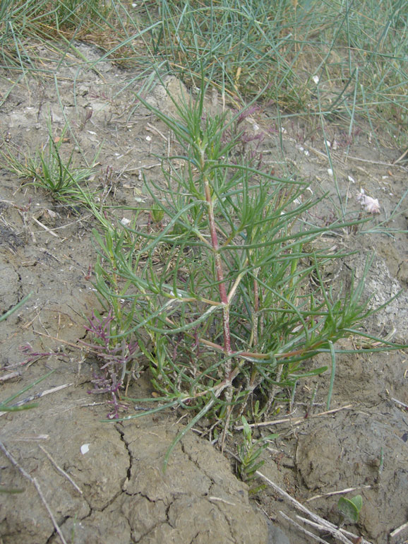 Salsola kali e Salsola soda a confronto