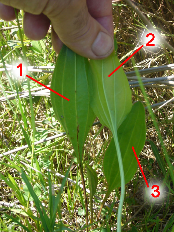 Distinzione tra Plantago cornuti e Plantago major