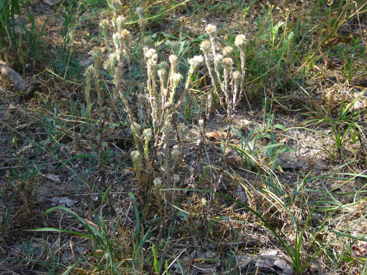 Filago germanica