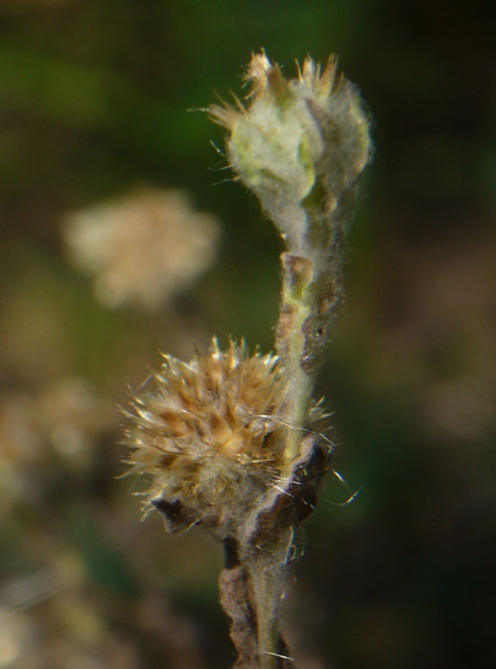 Filago germanica