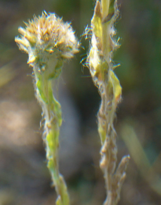 Filago germanica