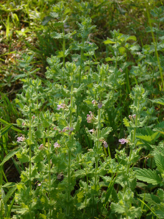 Teucrium scordium / Camedrio scordio