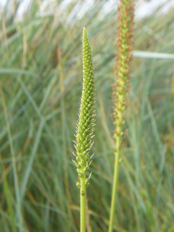 Plantago cornutii / Piantaggine di Cornut