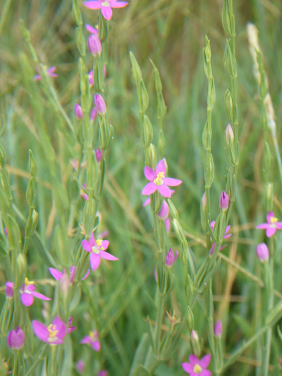 Centaurium spicatum