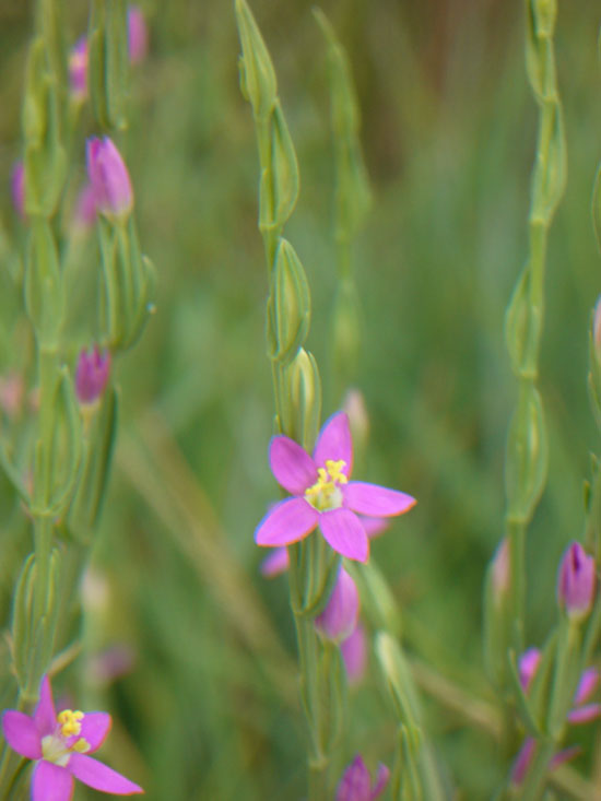 Centaurium spicatum