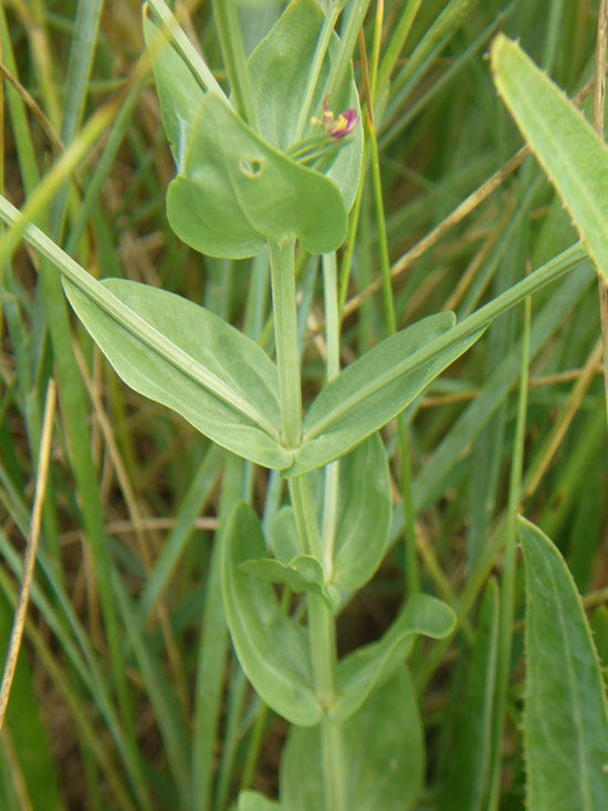 Centaurium spicatum
