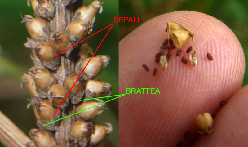 Distinzione tra Plantago cornuti e Plantago major