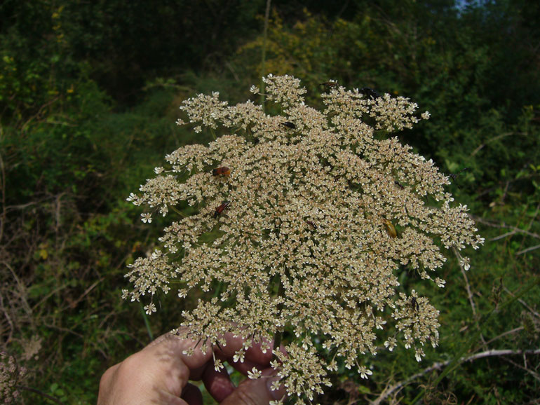 Gasteruption sp M e F (Gasteruptiidae)