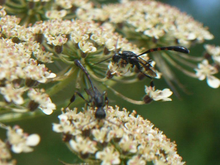 Gasteruption sp M e F (Gasteruptiidae)