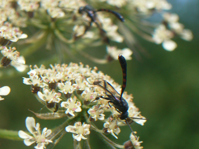 Gasteruption sp M e F (Gasteruptiidae)