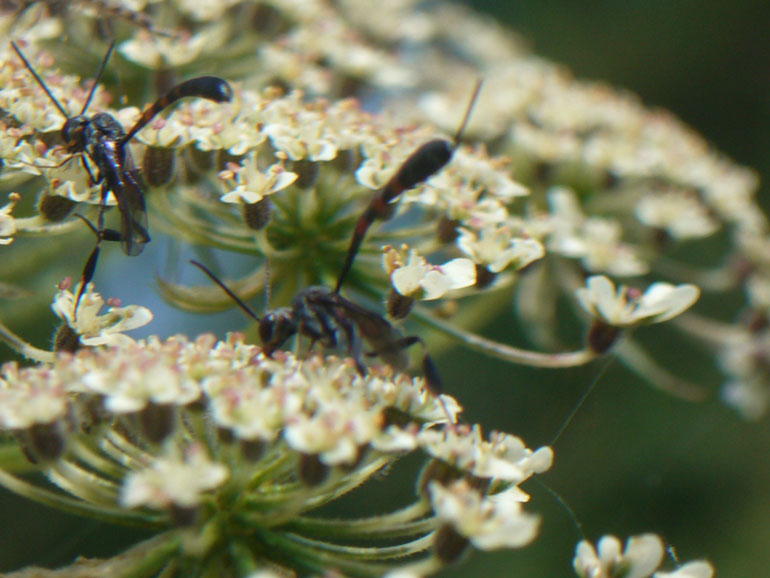 Gasteruption sp M e F (Gasteruptiidae)