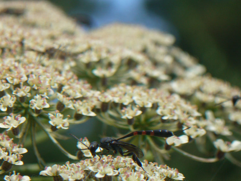 Gasteruption sp M e F (Gasteruptiidae)