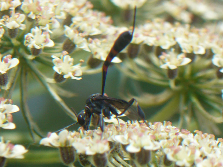 Gasteruption sp M e F (Gasteruptiidae)