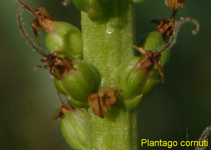 Distinzione tra Plantago cornuti e Plantago major