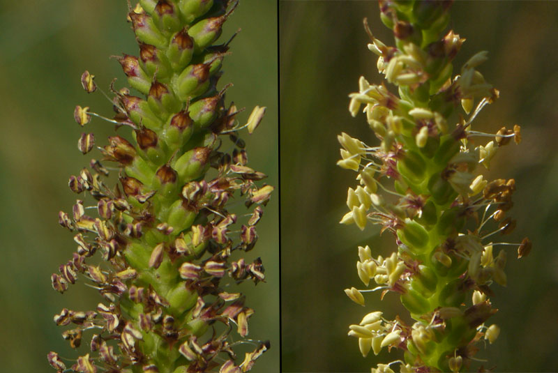 Distinzione tra Plantago cornuti e Plantago major