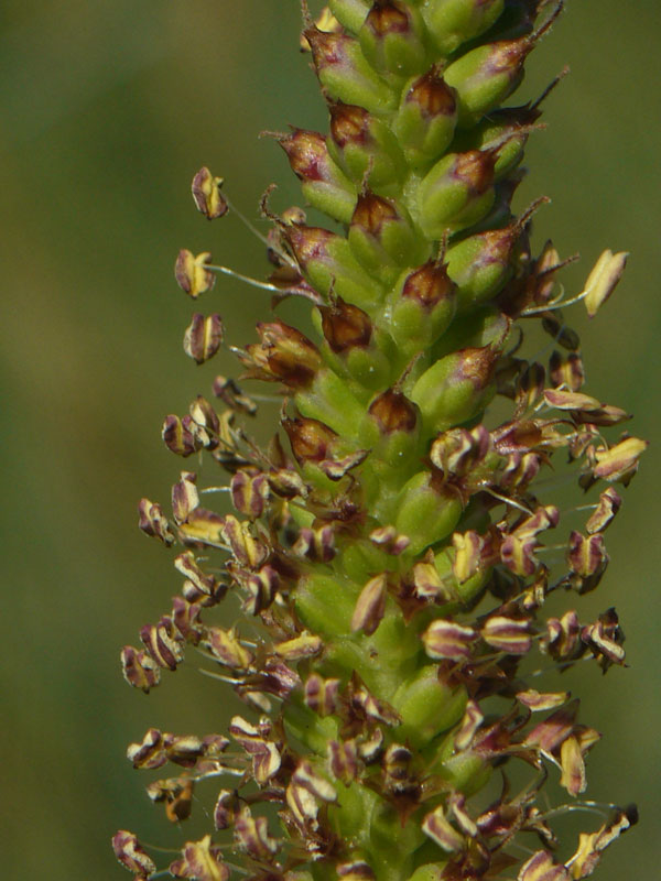 Distinzione tra Plantago cornuti e Plantago major