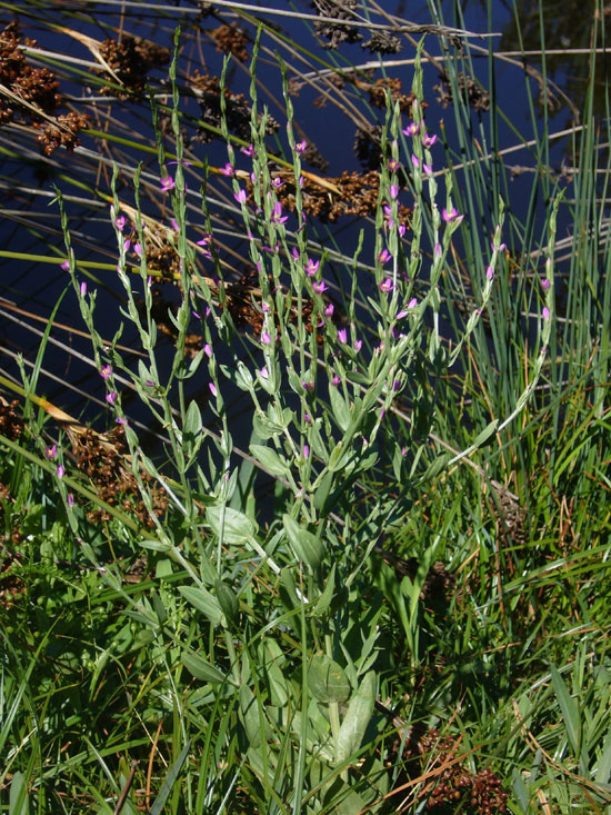 Centaurium spicatum