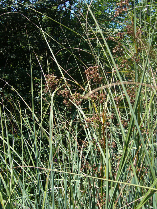 Cladium mariscus