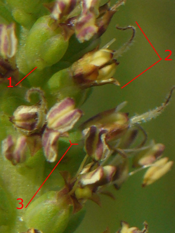 Distinzione tra Plantago cornuti e Plantago major