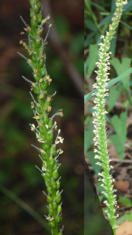 Distinzione tra Plantago cornuti e Plantago major