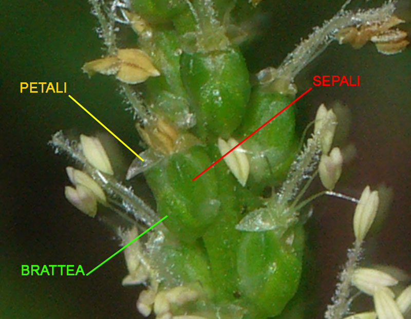 Distinzione tra Plantago cornuti e Plantago major