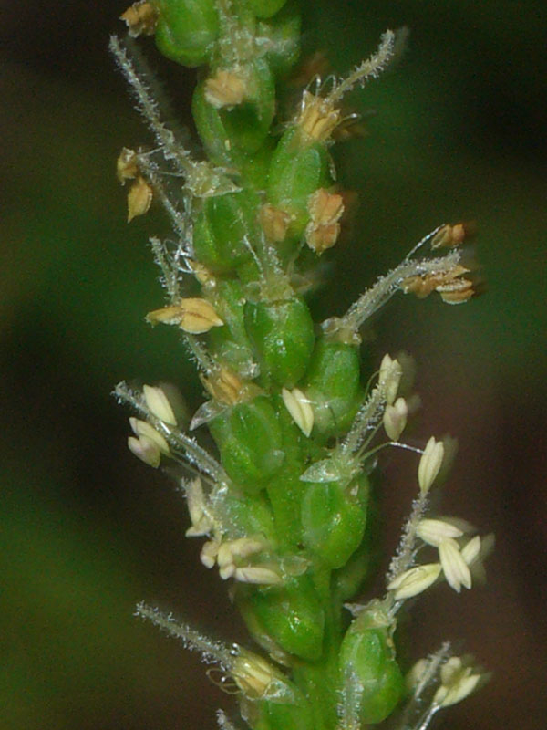 Distinzione tra Plantago cornuti e Plantago major